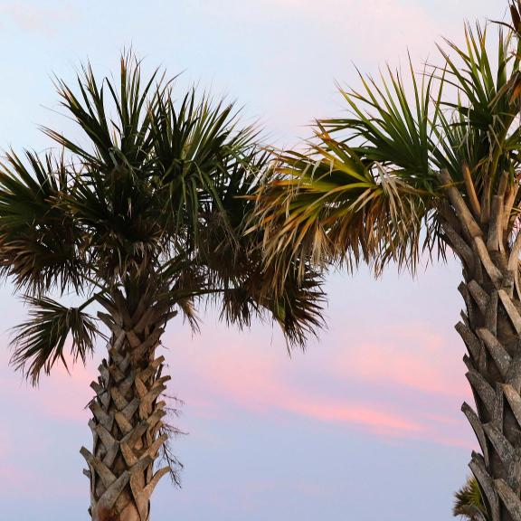 palm trees at gulf place at sunset
